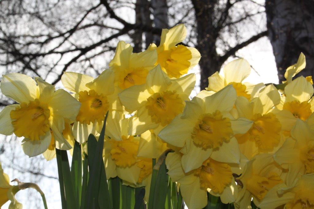 påskelilje - medlemsservice